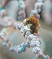 Juvenile bargibanti pygmy seahorse. Found this tiny critter in Raja Ampat, Indonesia. Shot with Oly 5060 and dual DS 125's.