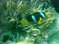 Taken in Fujirah near shark island,, not a good quality but its the first shot underwater i ever take