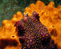 Beautifull sea slug