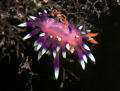Flabellina laying eggs
