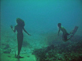 while diving sunset house reef a free diver came down to see the mermaid.