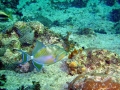 Trigger fish swimming by.  sea and sea 6.1