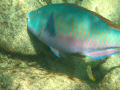 This Parrot fish photo was taken while on a snorkeling tour of the Similan Islands in Thailand. It was taken with my Canon A610.