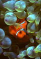 Clown Fish - Wakatobi