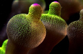 Bulb tentacled anemone. Nikonos 5 1:1 extension tubes, twin YS 120 strobes. (Custom exposure settings)
