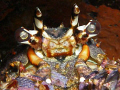 Caribbean Lobster eye. Olympus sp 350