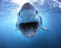 white shark incoming
Gans Bay
South Africa