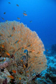I could not believe the size of the fan corals in the Red Sea.  Small Crack with 18-85 lens