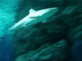 blacktip reef shark