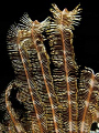 Crinoid