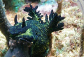 This Nudi is on the Korean Star (bulk salt carrier wrecked 1988) on the rocky coast North of Carnarvon WA