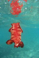 Spanish Dancer found in the shallows on the Southern end of Ningaloo Reef on Gnaraloo Station (WA) near a surf break known as 