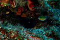 A large moray eal on wall off the Cirkewwa point. Only in built flash used - highly croped.