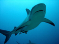 Black Tip reef shark in Roatan