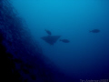 picture taken at a dive site called Gotham City in Moreton Bay (queensland australia) looking up from 37m at a beautiful eagle ray