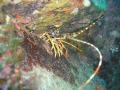 Profile of Lobster under a rock. Casio Ex-1000