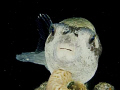 Pufferfish