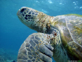 turtle on flinders reef