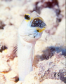 Jawfish with his offspring