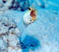 Big Mouth ,  Yellow Head Jaw Fish , Bonaire