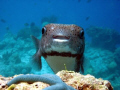 Smiling Pufferfish says 