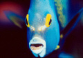 French Angelfish Face , taken on Bonaire