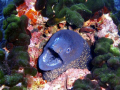 Moray-eel Calvi Corsica.Alot of the time these guys are timid but with the slow approach you can get in close 