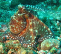 Octopus

Sabang, Puerto Gallera, Phillipines