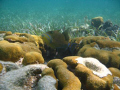 Queen Triggerfish
Hol Chan, Belize Barrier Reef