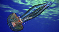 Luminescent jellyfish (Pelagia noctiluca) at dusk Calvi Corsica. 