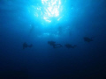 Divers at Chumphon Pinnacle, Koh Tao, Thailand. Taken with Canon S80. 
