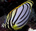 I love the markings of this butterfly fish.