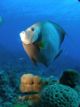 Angel Fish - Grand Cayman - Sunset Divers shore dive - wide angle