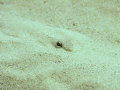 The picture was taken in Ghar Lapsi. I think it's a sand diver, but I'm not exactly sure.