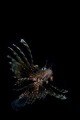 Last week the first Malaysian Astronaut ever has gone to space! This Malaysian Lionfish however has been there before...