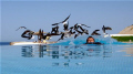 Getting swamped by the birds....
In the infinity swimming pool in Egypt, dont think Alex has ever been surrounded by so many birds....
