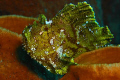 leafy scorpionfish, taken at wakatobi with d70 and 60mm