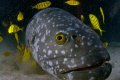 This grouper living in an artificial reef off Mabul Island has a close-up look at my dome port.