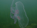 Jellyfish captured at lynetten in Denmark