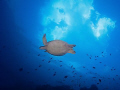 A turtle swimming/flying underneath the clouds at Sipadan.