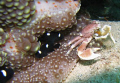 Porcelain Crab in anemone - Flic en Flac/Mauritius
