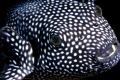 Inquisitive Spotted Puffer (Arothron meleagris).
Galapagos islands.

