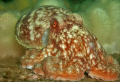 Lesser Octopus, St Abbs. OLY 7070