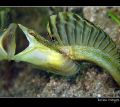 Bluethroat Pikeblenny can't recognise a friendly face when he sees one.