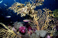 ' reef colors'   OLY 50 50  Light & Motion housing  sea & sea  strobe