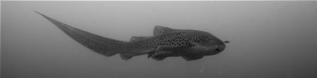 Leopard Shark with a small friend...