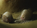 Two Egg Coweries having a private moment on an Elephant coral. 