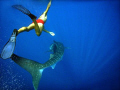 Whale shark ballet. Puerto Princesa Bay, Palawan, the Philippines.