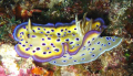 Kune's Chromodoris
Ribbon reef #10;Pixie Pinnacle