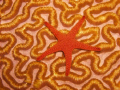Starfish On Brain Coral GBR